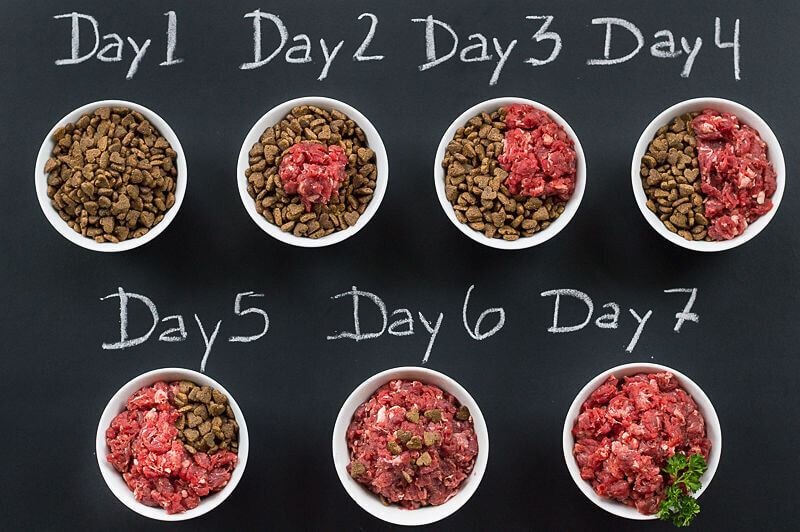 Step-by-step guide on transitioning your pet to a raw diet for improved health and digestion.