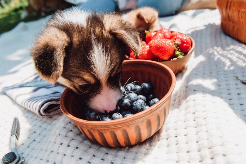 A cute puppy is eating fresh blueberries from a rustic bowl on a picnic blanket, with a bowl of strawberries nearby.