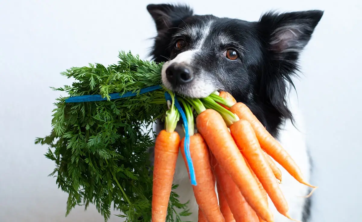 Carrots in dog food for healthy digestion and vibrant coat